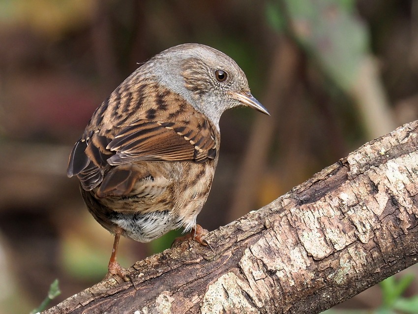 Passera scopaiola (Prunella modularis)